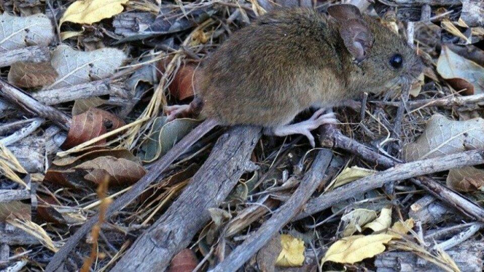 Tarija reporta brotes de hepatitis y hantavirus