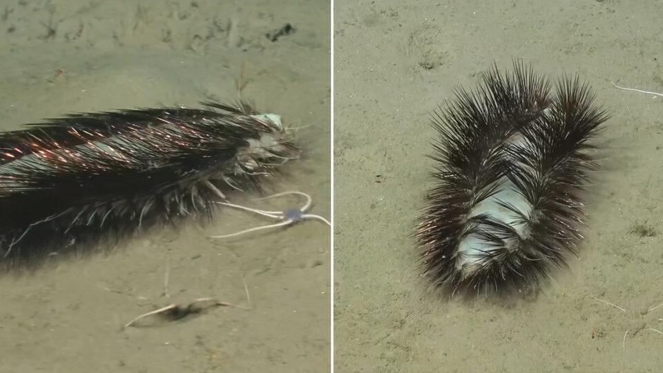 Descubren especie inusual de gusano marino frente a las costas de Chile