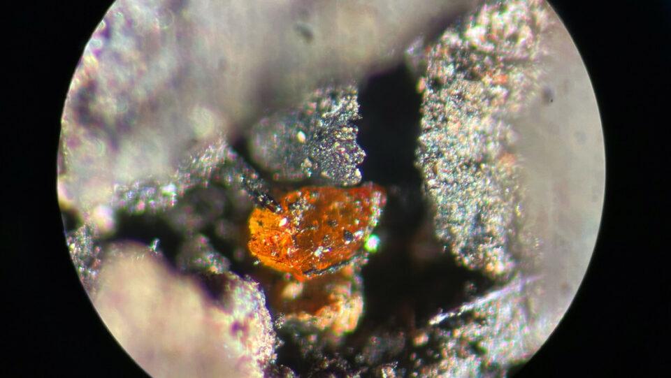 Científicos alemanes descubren ámbar de 90 millones de años en la Antártida