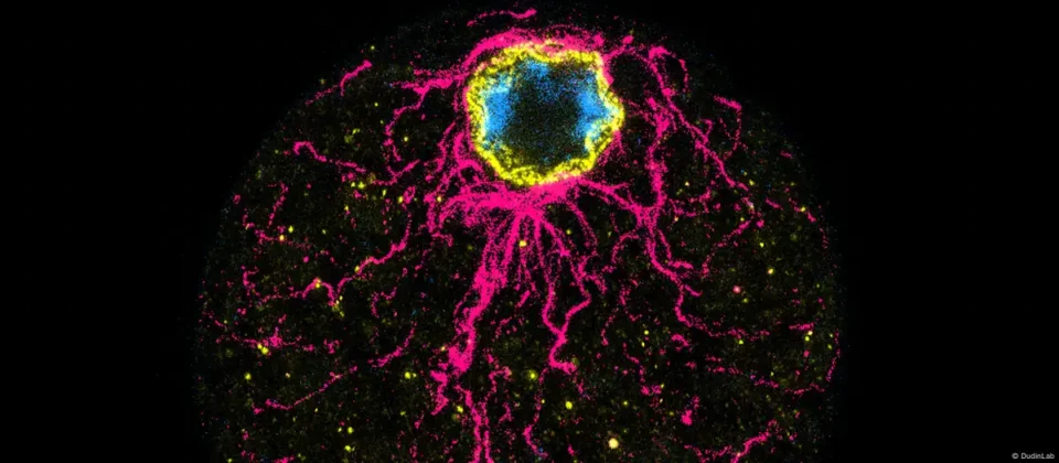 Nueva investigación resuelve el enigma del huevo y la gallina, según un hallazgo prehistórico