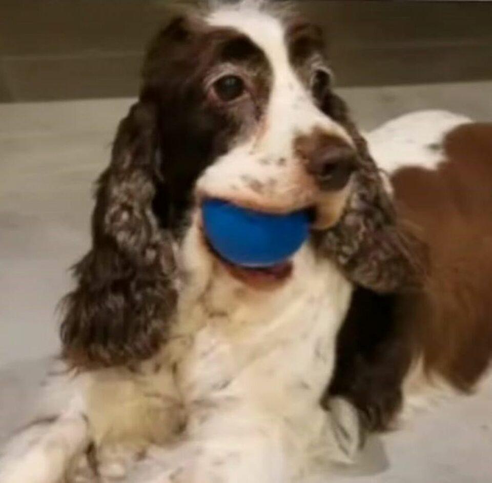 Determinan medidas sustitutivas para acusada del biocidio de Trufa, la familia busca la condena