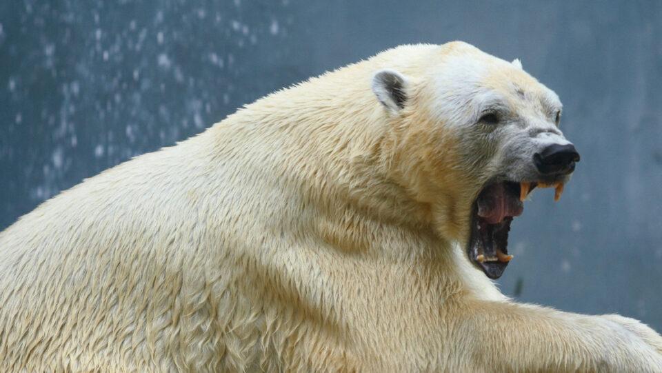 Hombre se enfrenta a un oso polar en Canadá para proteger a su esposa