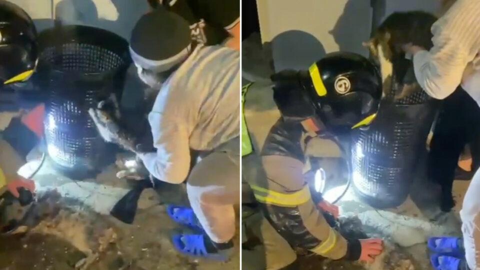 Crimea: Rescatan a siete gatos de las llamas