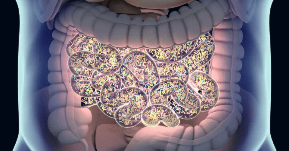 Las bacterias representan entre 0,5 y 2 kg de tu peso corporal
