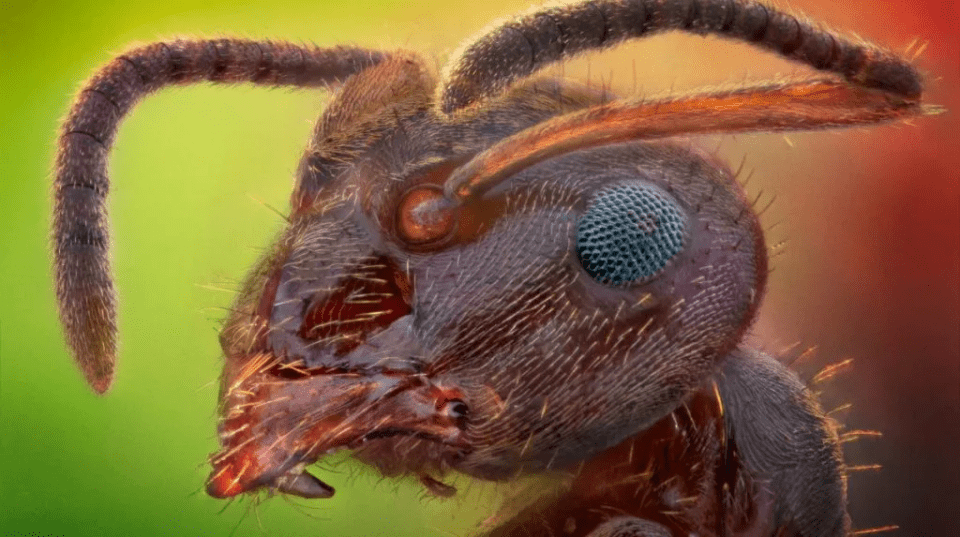 Tecnología de visión inspirada en hormigas