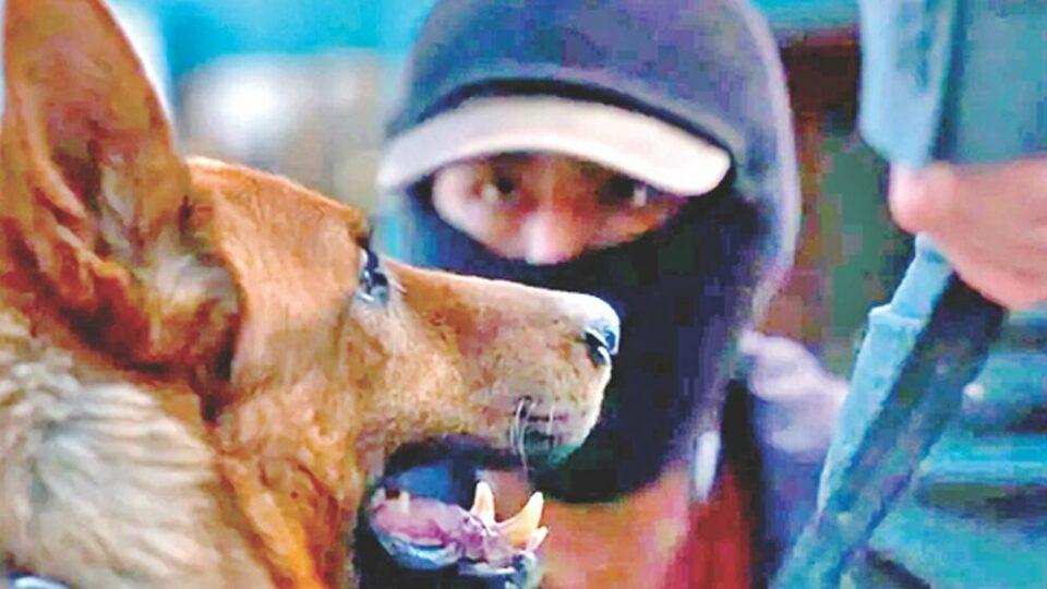 ‘El ladrón de perros’ continúa sumando premios y se prepara para competir por el Goya 2025