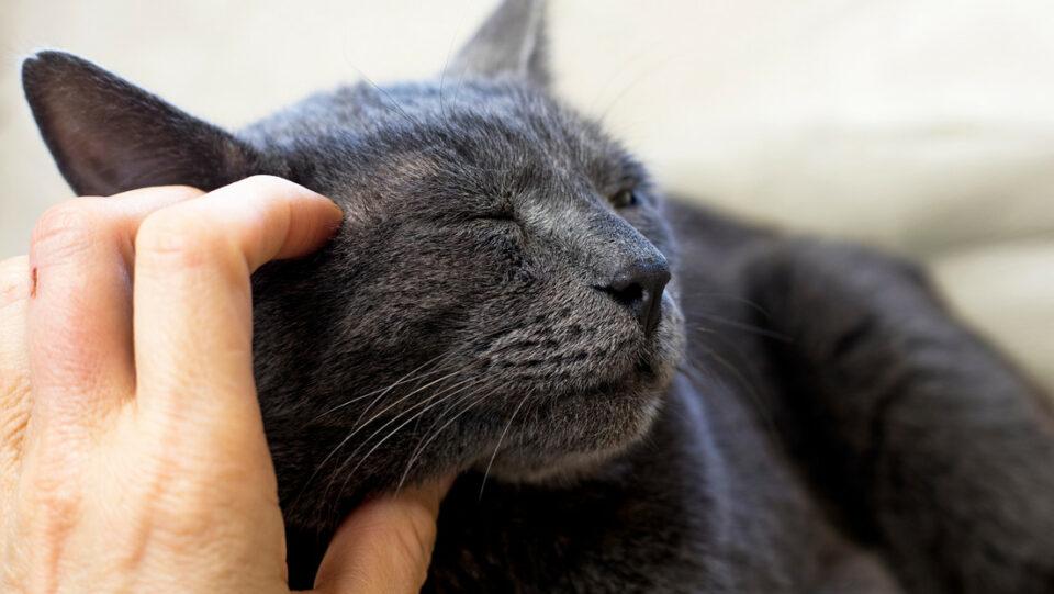 Mujer demanda a su esposo por dar más atención a su gato que a ella