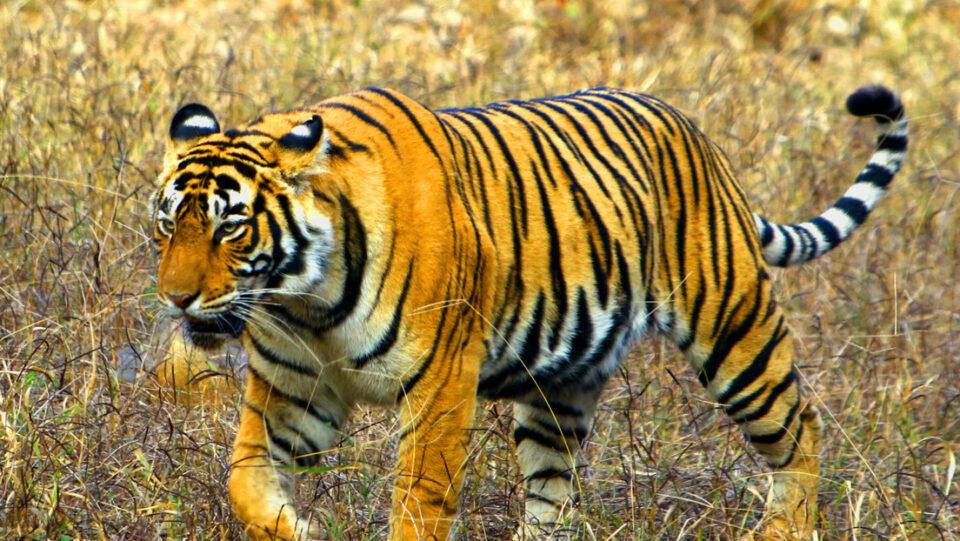 Cómo un granjero indio se defendió de un tigre