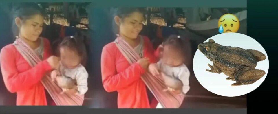 Creatividad y amor: madre indígena diseca un sapo como regalo navideño