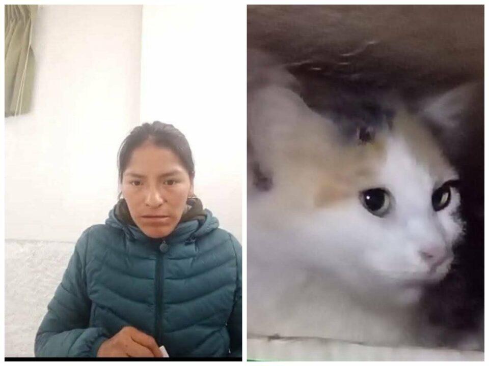 Detención preventiva para mujer por biocidio de gatos
