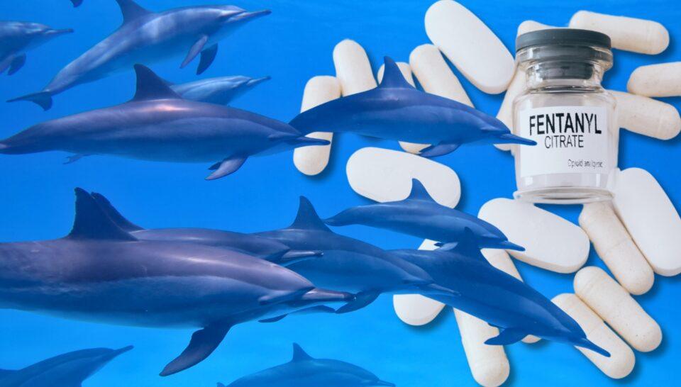 Hallazgo alarmante: fentanilo en delfines