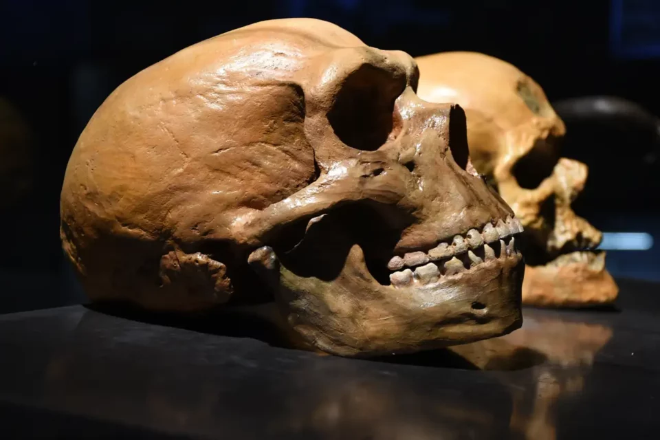 Determinan el momento exacto en que neandertales y Homo sapiens comenzaron a tener relaciones