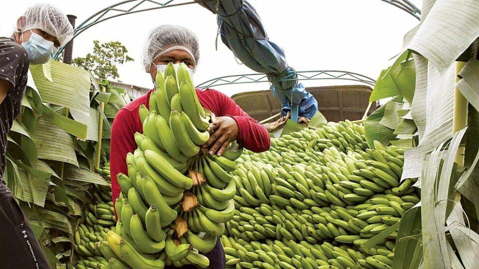 El precio internacional del banano define su costo, y el sector reporta afectaciones