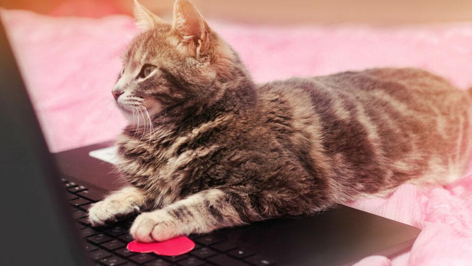 De no creer: Una gata deja a su dueña sin trabajo al enviar un correo de renuncia