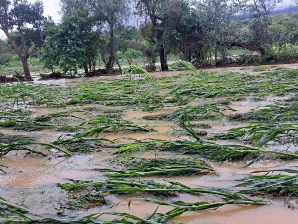 Desborde del río Camacho de Tarija provoca pérdidas de cultivos y animales muertos