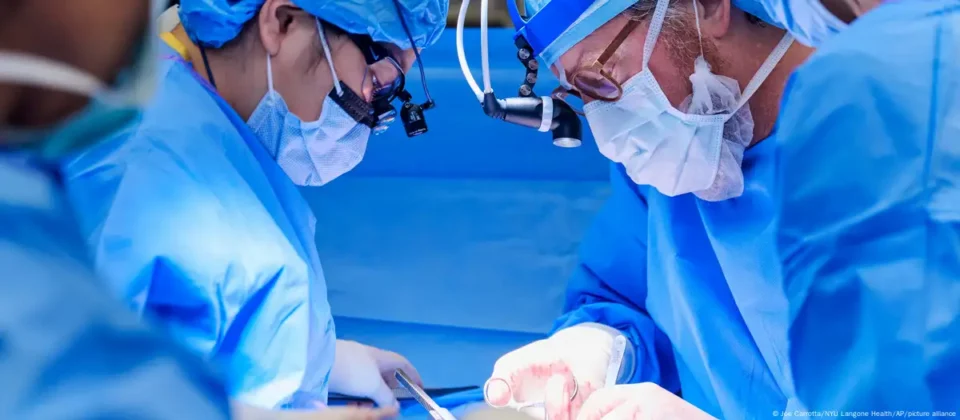 Riñón de cerdo alcanza nivel adecuado en su funcionamiento