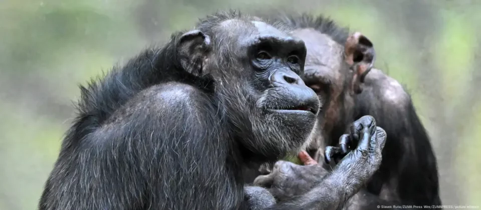 Científicos japoneses descubren los chimpancés orinan por "contagio"
