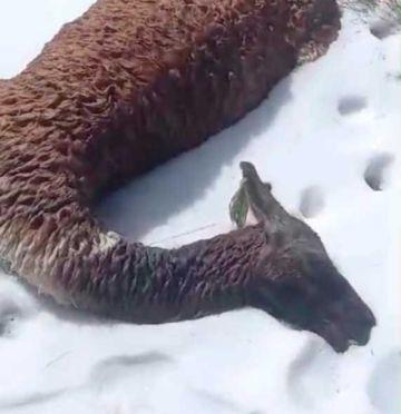 Efectos climatológicos, provocan a muerte total de 270 cabezas de ganado