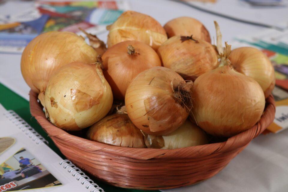 Revolución agrícola: Cebolla INIAF VICTORIA incrementa la producción por hectárea