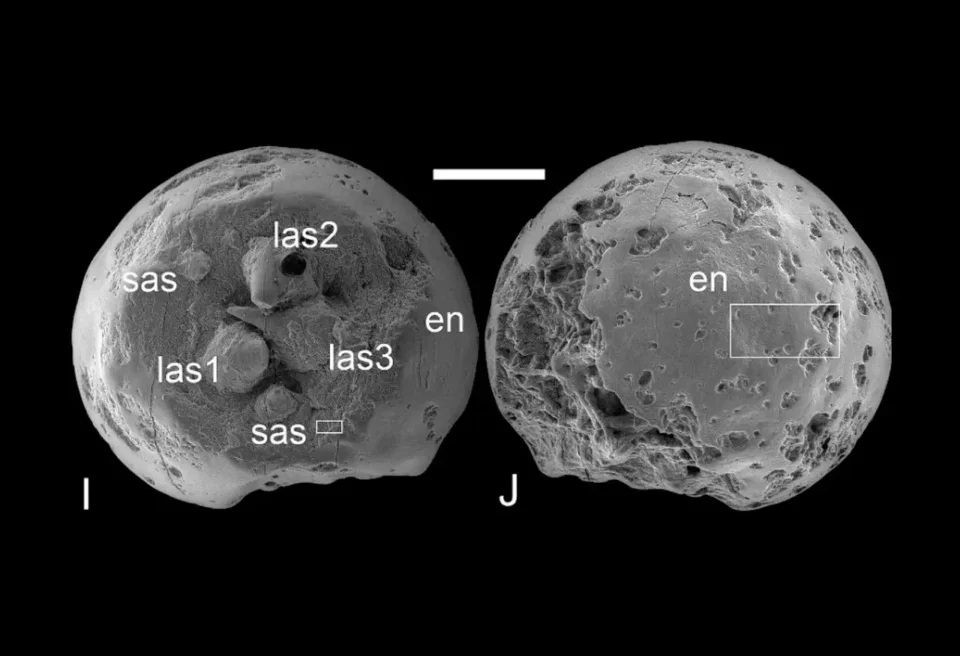 Hallan embriones fósiles 500 millones de años más antiguos que los dinosaurios