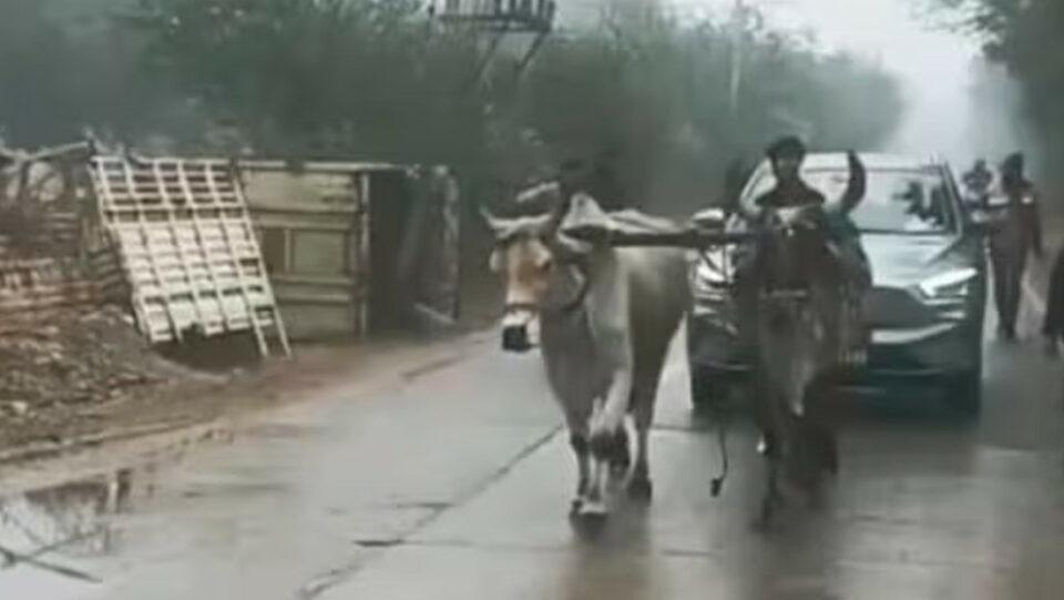 Bueyes remolcan un auto eléctrico averiado de un líder opositor en Rajastán, India