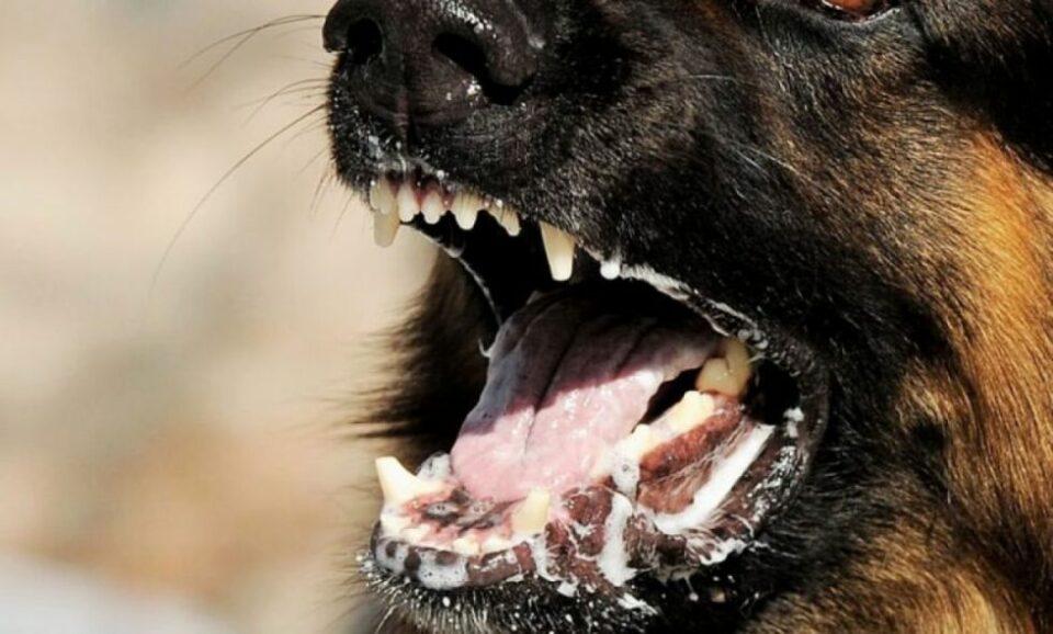 Detectan cinco casos de rabia en Tarija; Sedes inicia protocolo de monitoreo