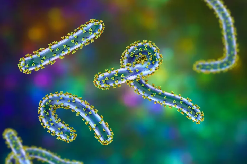 Un nuevo brote del virus de Marburgo pone en alerta a la OMS