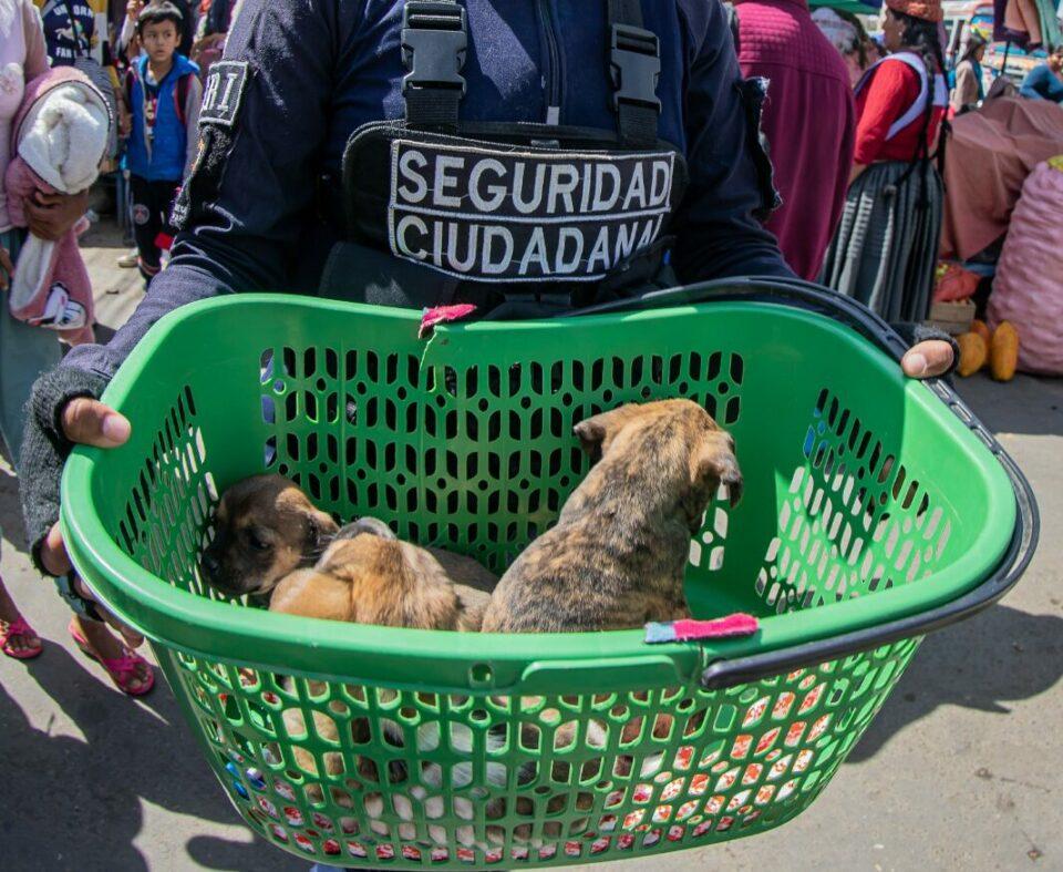 Contundente operativo: rescatan a gatos y perros comercializados en La Pampa