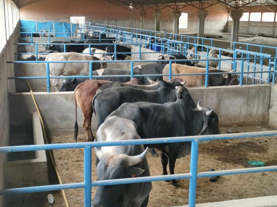 ¿Contrabando de ganado incide es el precio de la carne? Silva revela posibles causas