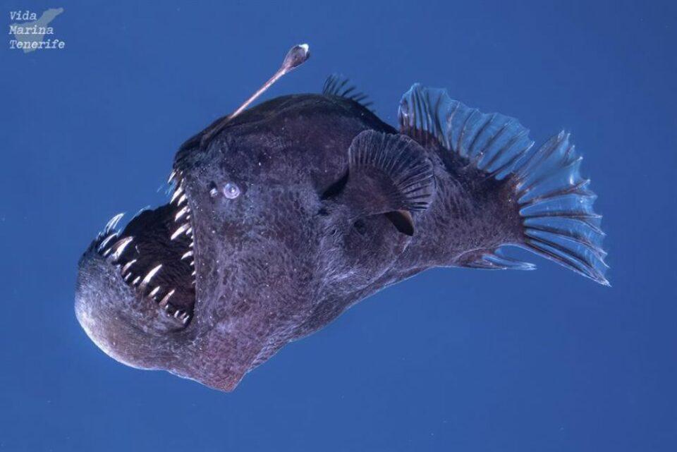 El aterrador avistamiento de un diablo negro a plena luz del día cerca de una costa de España