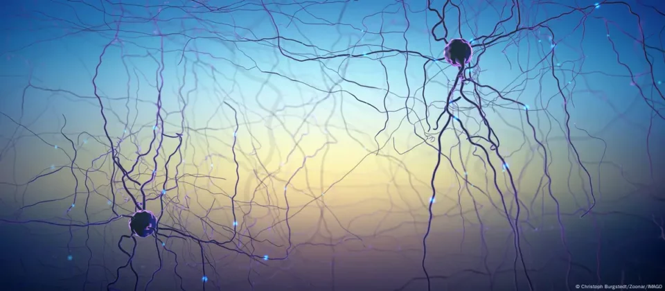 Científicos descubren la clave para "desactivar el miedo" del cerebro