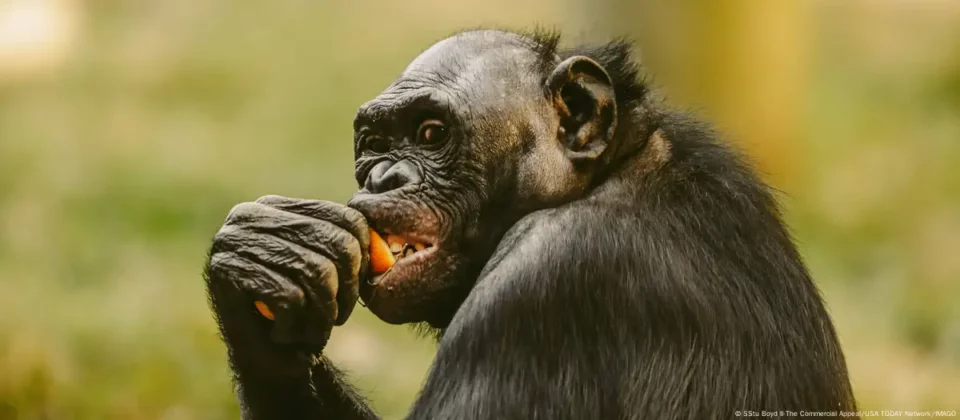 Experimento científico demuestra la capacidad intelectual de los bonobos; pueden darse cuenta de la ignorancia