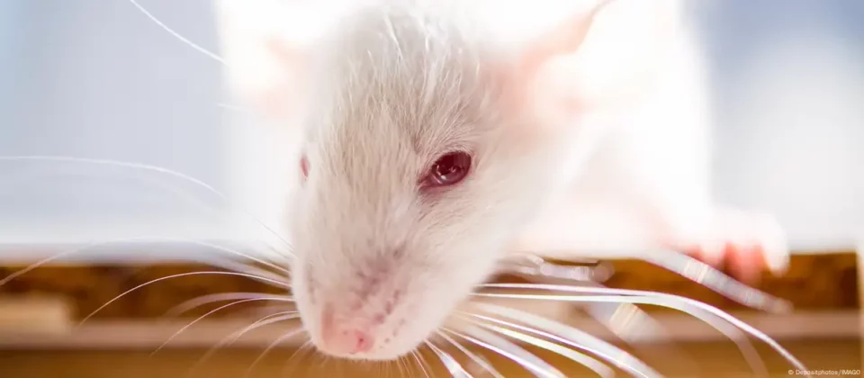 Equipo de científicos logran crear primer ratón adulto con dos padres machos