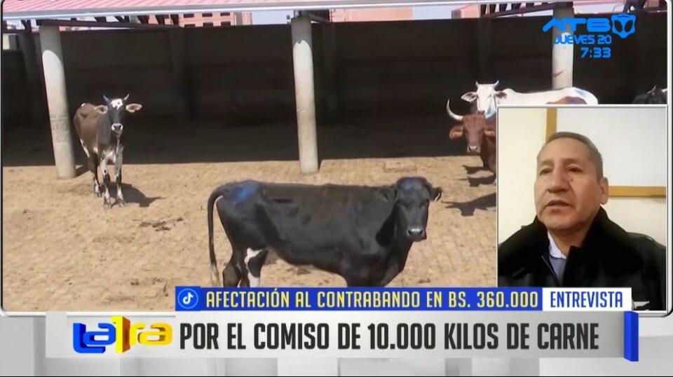 Esclarecen que 10 de los 55 ganados decomisados era para el faeneo en Viacha