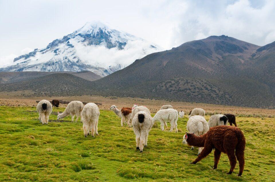 BDP apoya a la producción ganadera y agrícola de 12.080 agricultores orureños