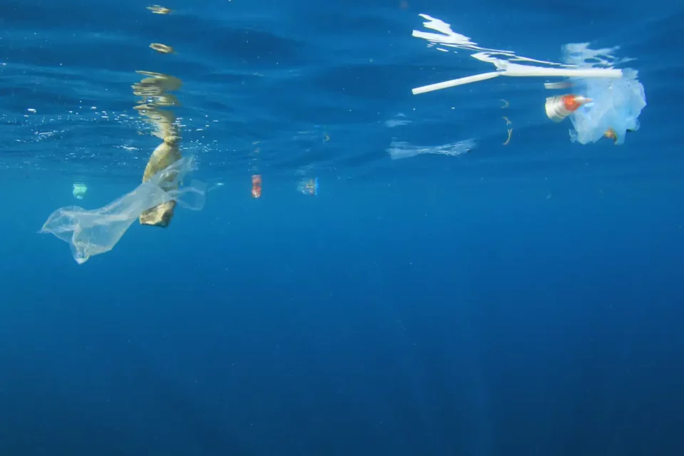 Las pajitas de plástico afectan a los tiburones, pese a los esfuerzos contra la contaminación marina, advierten expertos