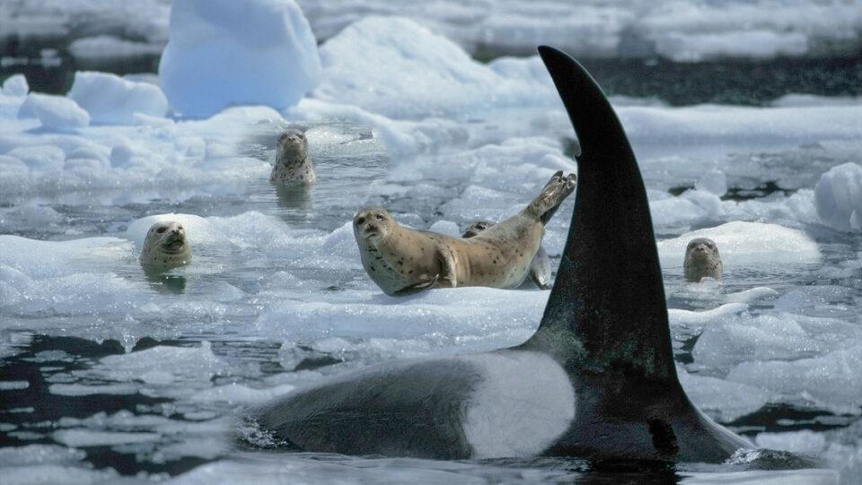 Orcas enseñan a sus crías a cazar focas