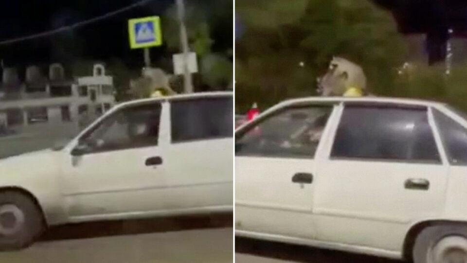 Dos mapaches 'celebran' su día de San Valentín en el techo de automóvil