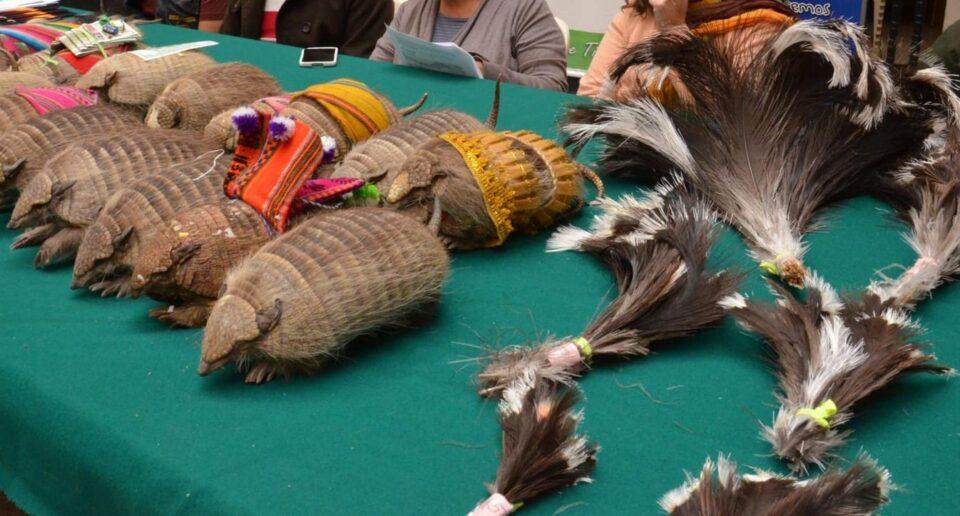 El uso de plumas y pieles de fauna silvestre en trajes folklóricos está prohibido durante el carnaval