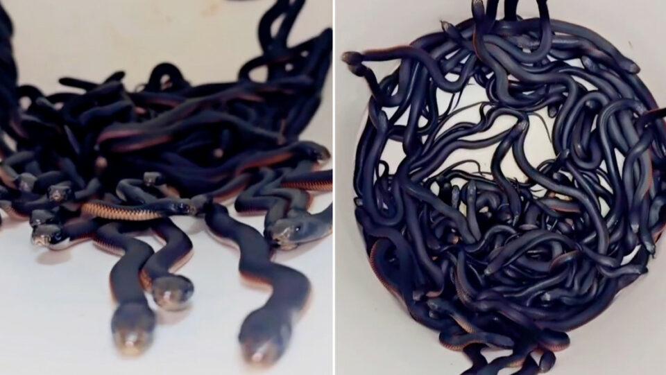 Encuentran cientos de serpientes venenosas en un jardín, incluyendo 97 recién nacidas