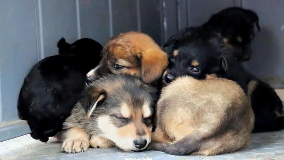 Zoonosis dedica este domingo a la adopción y salud de las mascotas