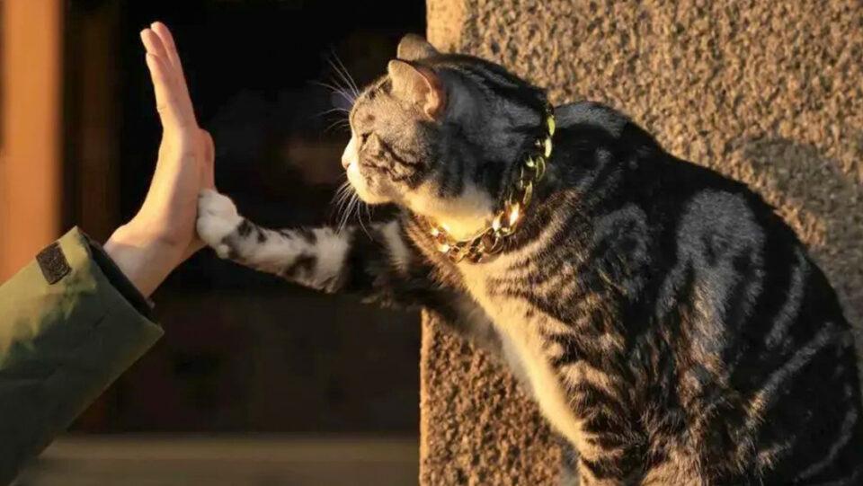 "Chocar los cinco": Un gato se convierte en la estrella cerca del templo de Xiyuan