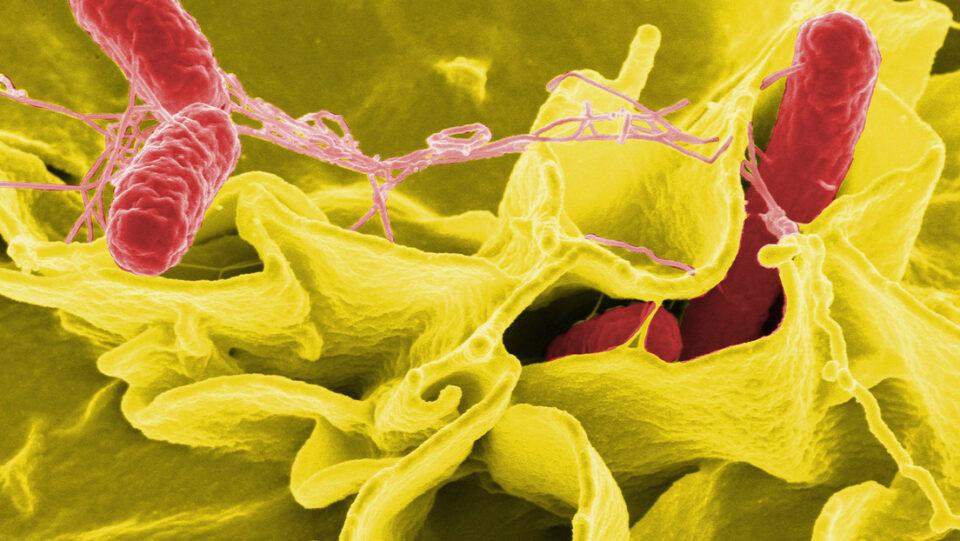 Investigadores chinos desarrollan una bacteria con potencial para transformar el tratamiento del cáncer.