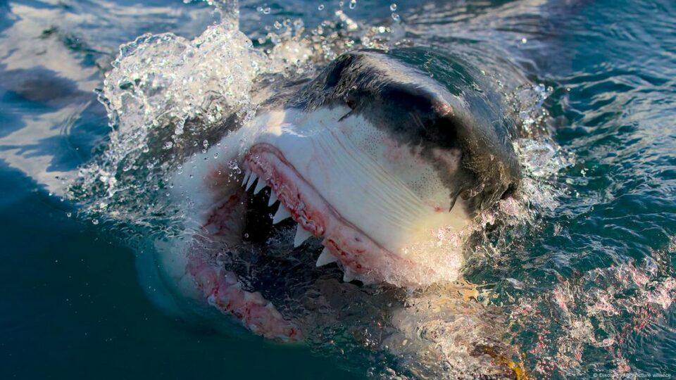 Científicos revelan nuevos datos sobre el megalodón