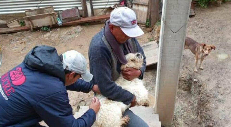 Rabia canina: Sucre suma un nuevo caso y llega a 16 en lo que va del año