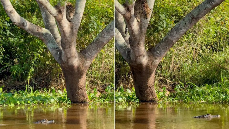 Impresionante pelea entre un jaguar y un caimán en un río cautiva en redes