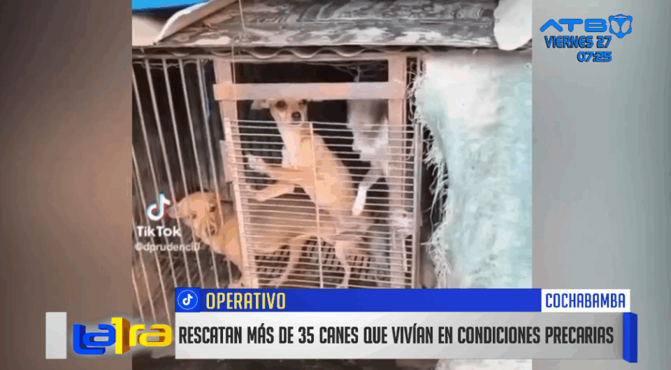 Zoonosis Cochabamba rescata 39 perros de un criadero clandestino