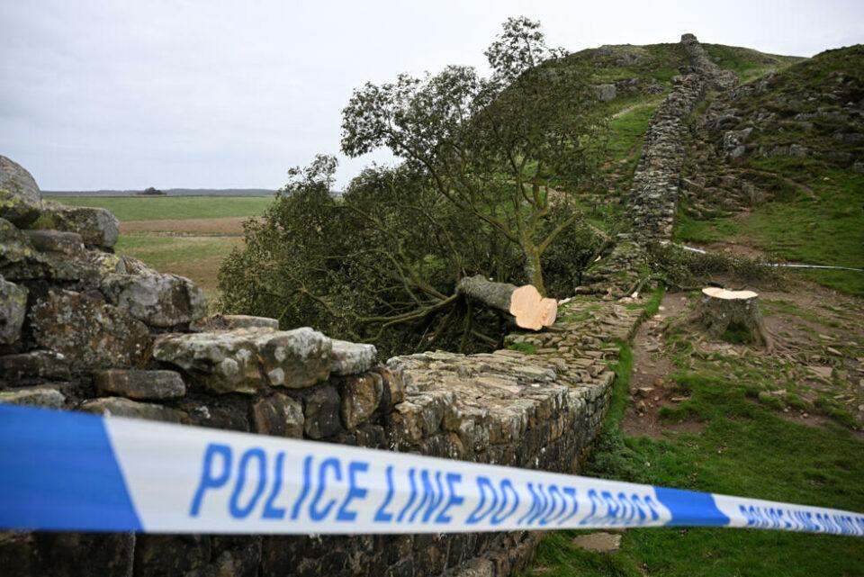 Dos hombres fueron condenados a cuatro años de prisión por talar el árbol más famoso de Inglaterra