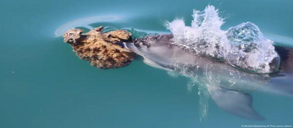 "Todo se ve un poco raro": delfines usan esponjas para cazar