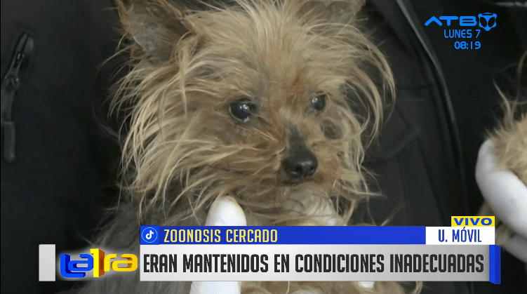 39 canes rescatados: zoonosis Cochabamba prevé iniciar proceso de adopción